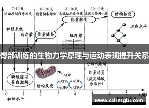 臀部训练的生物力学原理与运动表现提升关系